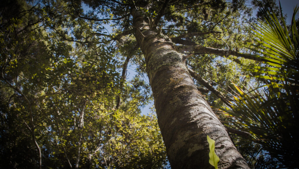 We all have a shared vision when we the state of our trees.